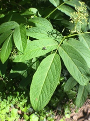 Sambucus racemosa racemosa