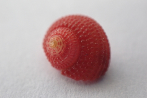 Clanculus corallinus observed 2026-06-26