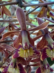 Epidendrum radioferens