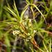 Dracophyllum sinclairii - Photo (c) Jacqui Geux, algunos derechos reservados (CC BY), subido por Jacqui Geux