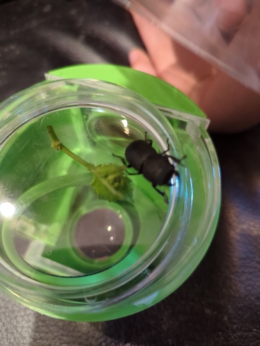 Lesser Stag Beetle