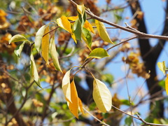 Terminalia calamansanai