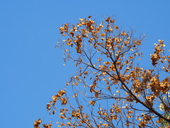 Terminalia calamansanai