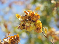 Terminalia calamansanai