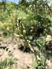 Astragalus trichopodus
