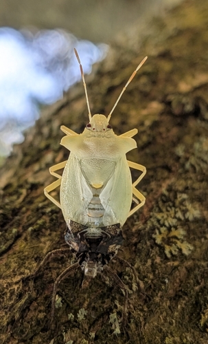 Forest Bug