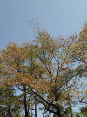 Terminalia calamansanai