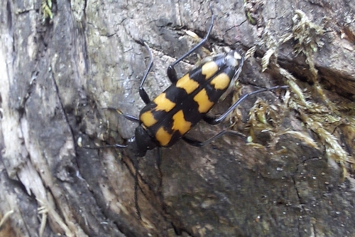 four-banded longhorn beetle