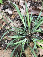 Carex glaucodea