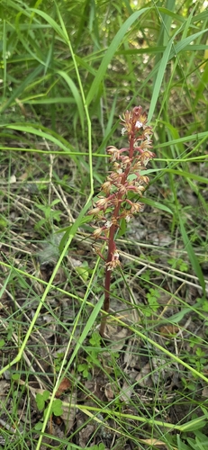 spotted coralroot