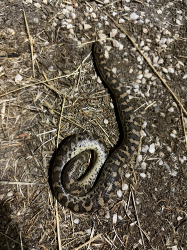 Javelin Sand Boa