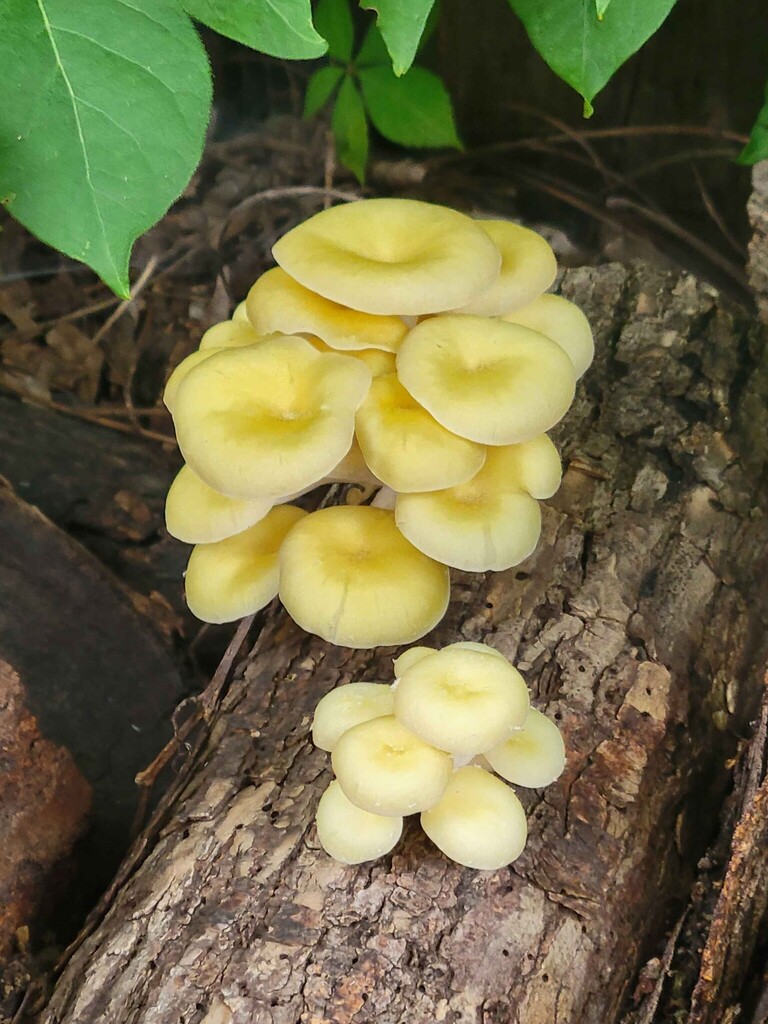Golden Oyster Mushroom · June 2026 · photo: Photo: (c) Barrett Coller Jr., some rights reserved (CC BY) · iNaturalist