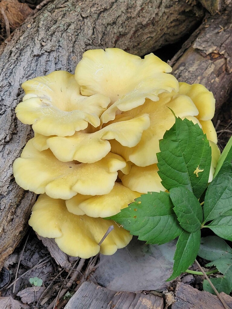 Golden Oyster Mushroom · June 2026 · photo: Photo: (c) Barrett Coller Jr., some rights reserved (CC BY) · iNaturalist