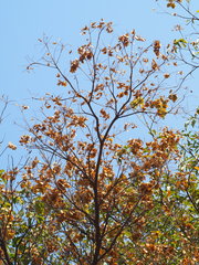 Terminalia calamansanai