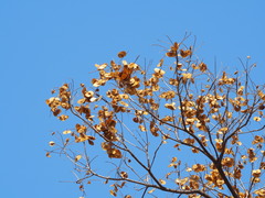 Terminalia calamansanai