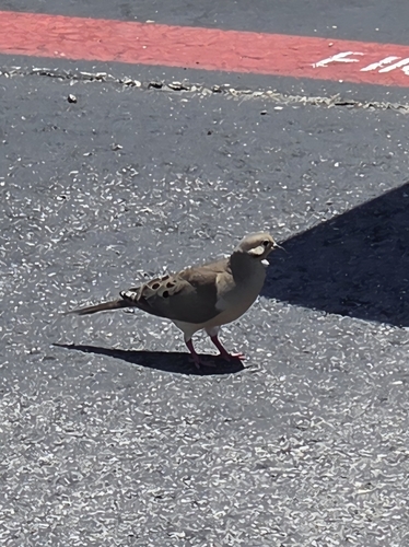 Mourning Dove