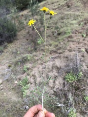 Eriophyllum jepsonii