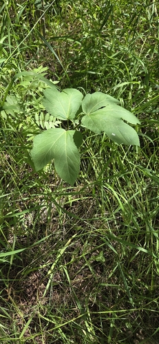 common cowparsnip