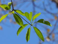 Terminalia calamansanai