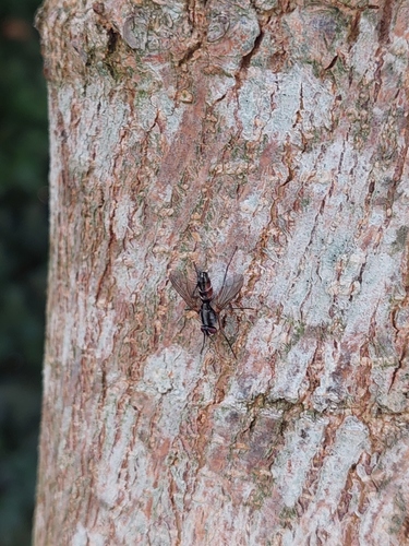 Mintho rufiventris, Westerpark, 4814 Breda, Nederland, photo 7 of 10