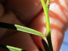 Acacia bynoeana