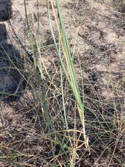 Elymus farctus