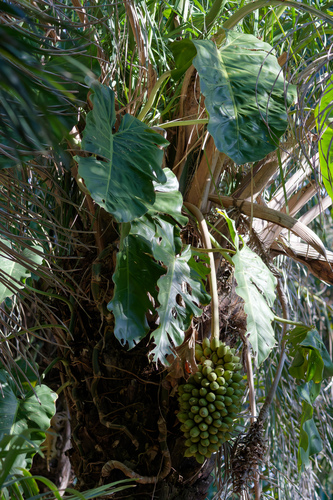 Philodendron maximum, photograph 4