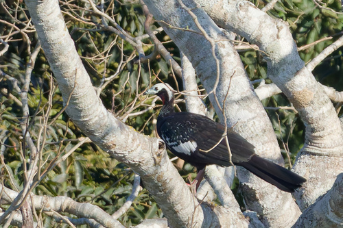 Red-throated Piping Guan (Pipile cujubi), photo 5