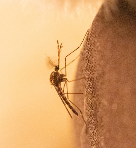 Cold Weather Mosquito photo 3