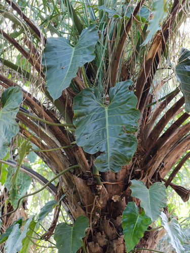Philodendron maximum, photograph 3