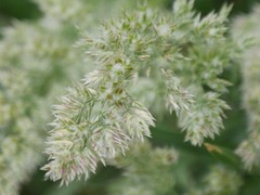 Poa arachnifera