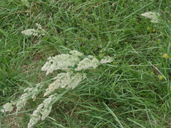 Poa arachnifera