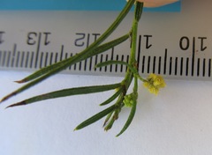 Acacia bynoeana