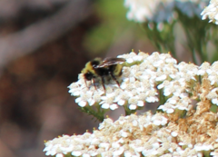 Bombus flavidus flavidus
