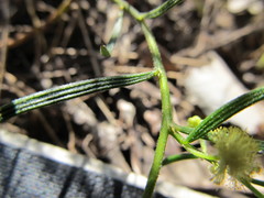 Acacia bynoeana