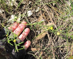 Acacia bynoeana