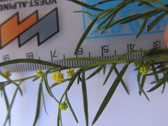 Acacia bynoeana