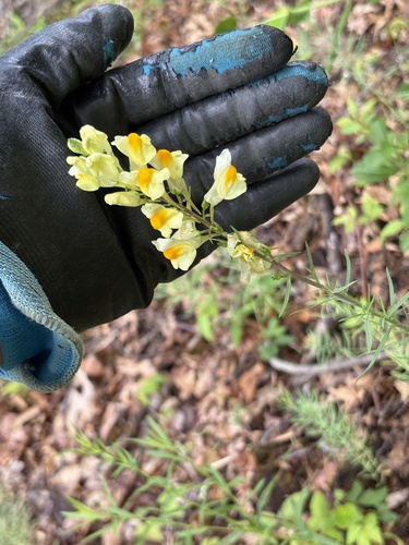 common toadflax
