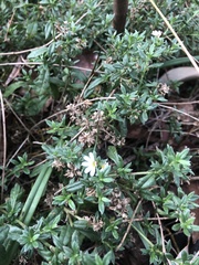 Scaevola albida