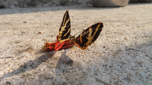 Jersey Tiger