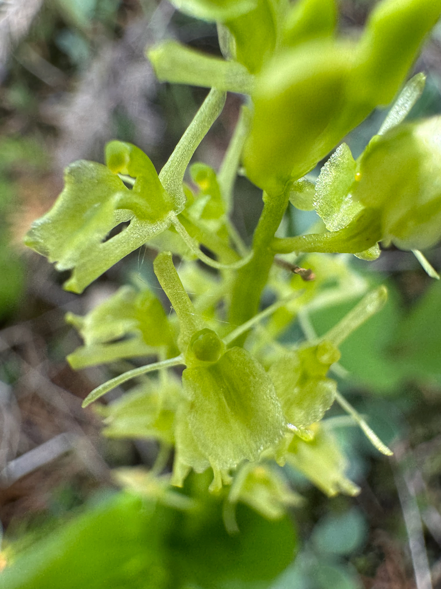 Liparis loeselii