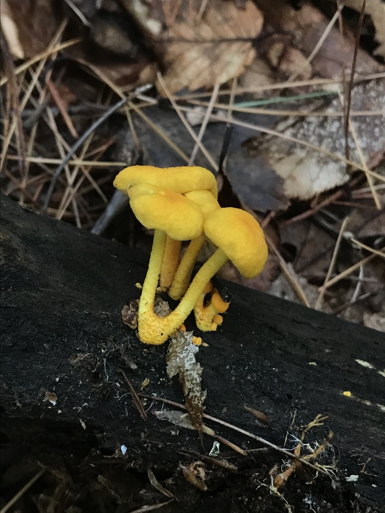 golden coincap