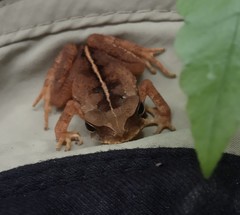 Striped Toad photo 3