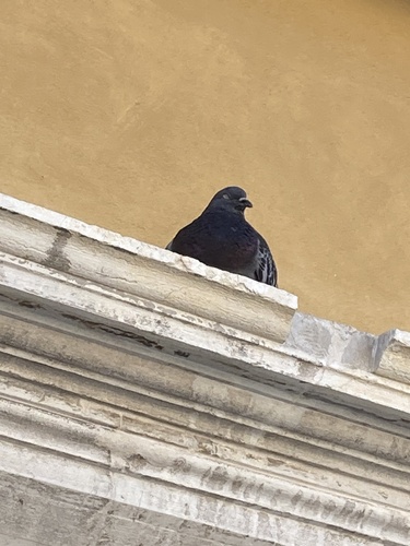Rock Pigeon