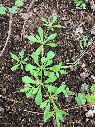 green carpetweed