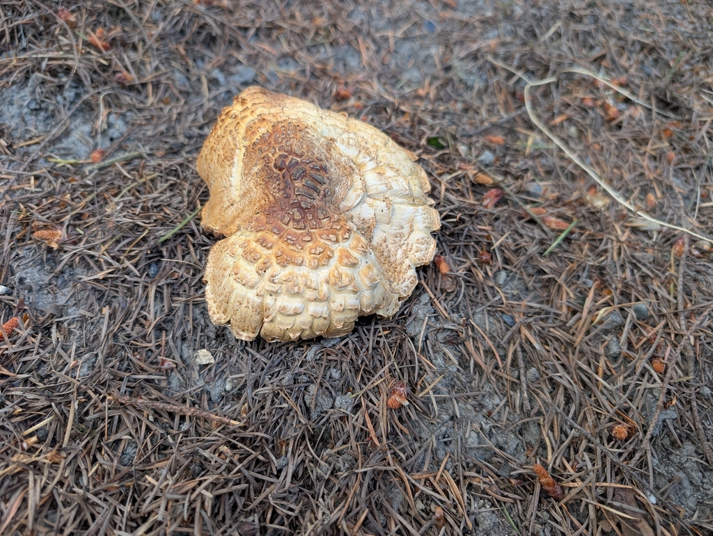 The Prince · June 2026 · photo: Photo: (c) Zachary M.C., some rights reserved (CC BY) · iNaturalist