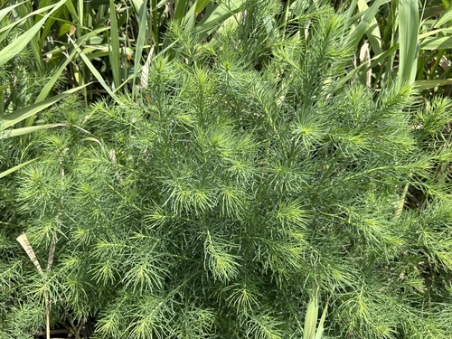 Suaeda japonica iNat (1)