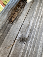 Dicerca crassicollis