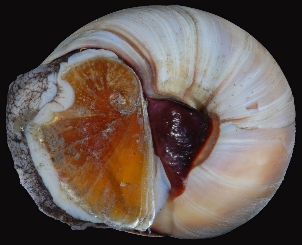 shark eye