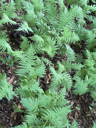 New York fern